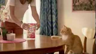 TV Spot  Friskies  Cat Treats  Party Mix Crunch  Lets Get The Party Started [upl. by Madi]