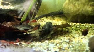 Alpine newts Bergmolch Ichthyosaura alpestris as pets [upl. by Wurster]