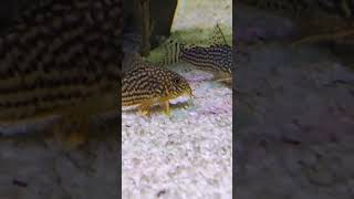 Corydoras Tserbai corydoras ikanhias aquariumfish aquarium hobi hobby aquascape fishtank [upl. by Amocat]