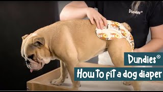 How to fit your Dundies Dog Diaper  Nappy [upl. by Rasecoiluj]