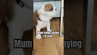 If you love dogs I think you will see this puppy 🐶 bulldog shorts doglover puppy [upl. by Adaj]