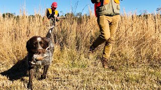 Hunting Wirehaired Pointing Griffon in Action POINTING FLUSHING RETRIEVING [upl. by Romo]