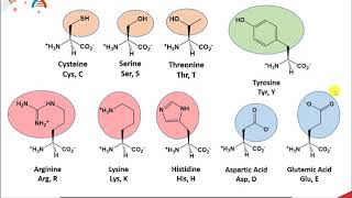 CH450 Chapter 71 Review for Enzyme Reactions [upl. by Suollecram]