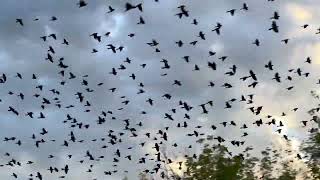 Grackle Flock October 2023 [upl. by Batty]