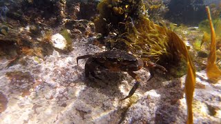 Camping Life Scotland  Dive St Abbs [upl. by Jere]