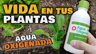 Usos ASOMBROSOS del AGUA OXIGENADA en las Plantas  INSECTICIDA y FUNGICIDA para Huerto y Jardín [upl. by Nyrhtakyram]