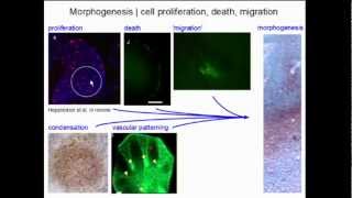 Macroevolution Research [upl. by Treharne]