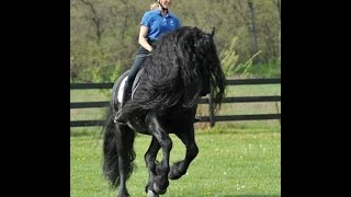 GRIPPING VIDEO Friesian Stallion Frederik the Greats Tribute to his Trainer [upl. by Gerrilee668]