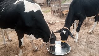 Village cow drink water [upl. by Nuhsyar622]