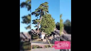 2024年11月7日 花蔵院（松戸市岩瀬）黒松とクスノキ [upl. by Grindle307]