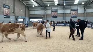 Simmental Show at Stirling Bull Sales 1 00pm Monday 17th ‘22 [upl. by Aisetal]