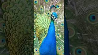 Peacock Calls  Peafowl Bird Sounds peacock birds [upl. by Ennahteb]