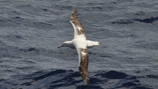 Dynamic Soaring How the Wandering Albatross Can Fly for Free [upl. by Ayahsey640]