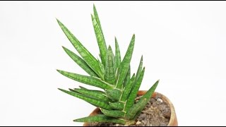 Sansevieria francisii  Bogenhanf Snake Plant [upl. by Labors970]