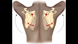 Proper scapular movement during humeral flexion and abduction [upl. by Kaasi702]