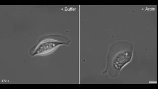 Arpin injected keratocyte [upl. by Sewole]