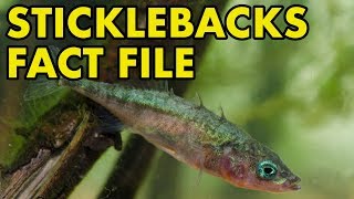 Stickleback Fact File British Wildlife Facts [upl. by Monagan932]