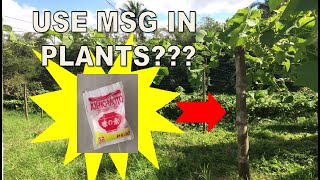 How to use MSG in Plants Vetsin Part 1  Paano gamitin ang vetsin sa halaman  Plant Lovers Diary [upl. by Rusticus742]