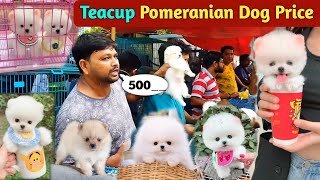 Teacup Pomeranian dog price in India  Pomeranian puppies price  cute puppy price  cute Pomeranian [upl. by Ashla]