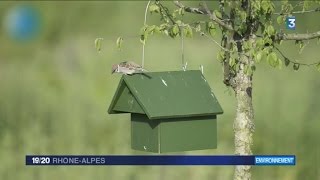 Disparition des moineaux Friquet dans le Rhône [upl. by Werda]