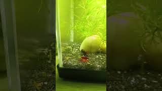 Karidesler üreme başladı blody mery sarı neon ateş karides aquarium bettafishtank kannada [upl. by Enilram753]