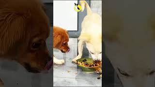 Fresh Puppy Food dog pets pupyy Pets dogfoodreview puppyvideos cute [upl. by Yand]