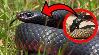 6 TERRIFYING Redbellied Black Snake Bite Facts [upl. by Ula]