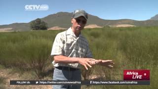 Chinese farmer reaps big from growing olives in South Africa [upl. by Eilujna]