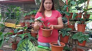 How to Propagate Philodendron Mexicanum [upl. by Rebor201]