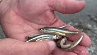 Smelt or silveries in Canterburys Waimakariri River [upl. by Rtoip]