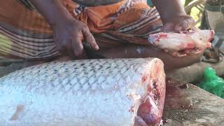 Amazing Big Grascuv Fish Cutting Skills In Fish Market  Fish Cutting Skills [upl. by Reyem646]