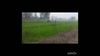 3 Acre agriculture land for sale in Hoshiarpur suitable for hobby farm house 9316167007 [upl. by Cohleen528]