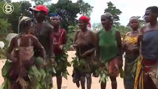 Unveiling Congo Pygmies dancing learn more pygmies tribes congopygmies [upl. by Sumahs595]