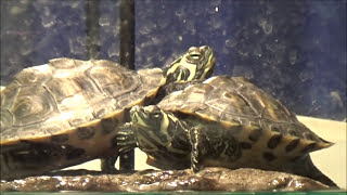 How To Take Good Care of Yellow Belly Slider Turtles [upl. by Kimberlyn]