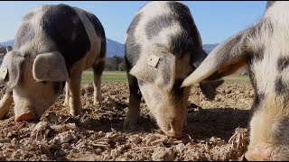 Estudian el sistema inmune del cerdo frente a uno de los virus más peligrosos para el sector [upl. by Far]