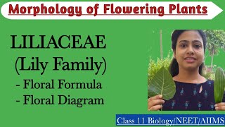 Liliaceae Lily Family  Floral formula and floral diagram Economic importance of Liliaceae family [upl. by Travers]