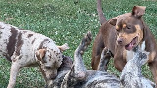 BULLY PUPPIES PLAYTIME [upl. by Cerell]