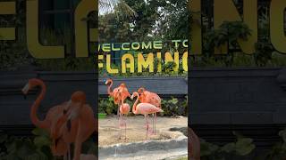 FLAMINGO viralvideo shorts [upl. by Llet]