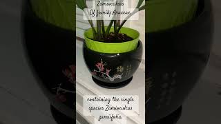 Zamioculcas Of family Araceae containing the single species Zamioculcas zamiifolia [upl. by Sterrett]