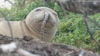 Hawaiian monk seals keep getting eels stuck in their noses [upl. by Ak]