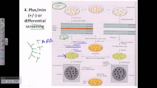 Genomic library screening differential screening [upl. by Udela]