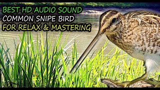 Common Snipe Bird Sound  Common Snipe Call Gallinago gallinago HD Quality Sound [upl. by Delia]