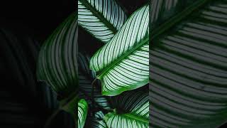 Calathea La Planta Que Se Mueve Sola 🌿✨ calathea plantasdeinterior plantas jardin [upl. by Lottie]