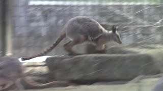 飛び回るシマオイワワラビー（多摩動物公園） Jumping Yellow footed rock wallaby [upl. by Ereveniug496]