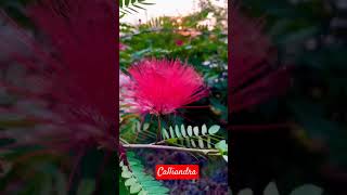 calliandra nature viralvideo flowergarden gardenplants [upl. by Seagraves118]