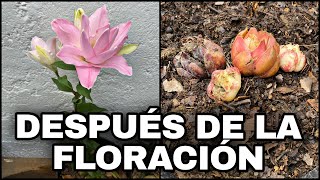 Que Hacer DESPUES De La FLORACIÓN De AZUCENAS O LILIUM Lirios [upl. by Anilasor]