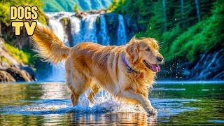 DOG TV for Dog to Watch Deeply Relaxing Video  Relaxing Music to Help Dog Reduce Anxiety or Stress [upl. by Aihseyt]