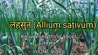 लहसुन Allium sativum  Ayurvedic Medicine  Dravyagun  BAMS2NDYEAR [upl. by Wardlaw]