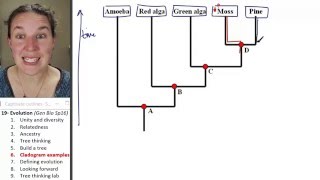 Evolution 6 Cladogram examples [upl. by Tonry323]