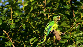 JANDAIA COQUINHO PERIQUITO REI periquito coquinho na natureza [upl. by Trainor]